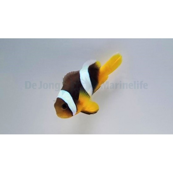 Amphiprion sebae Black - sebae vuokkokala musta