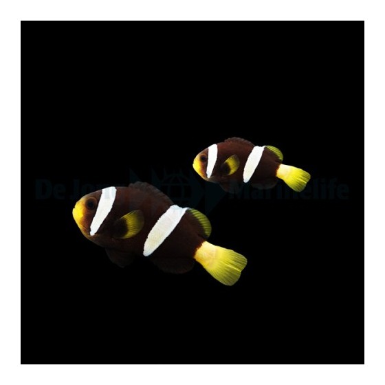 Amphiprion sebae Black - sebae vuokkokala musta - pariskunta