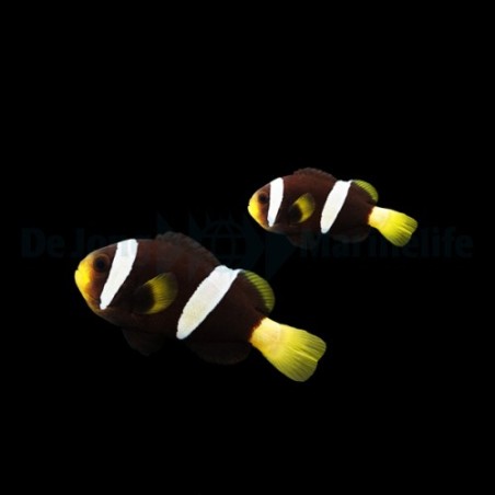 Amphiprion sebae Black - sebae vuokkokala musta - pariskunta