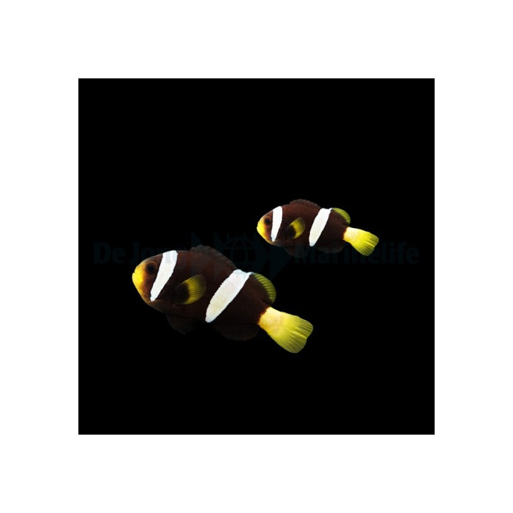 Amphiprion sebae Black - sebae vuokkokala musta - pariskunta