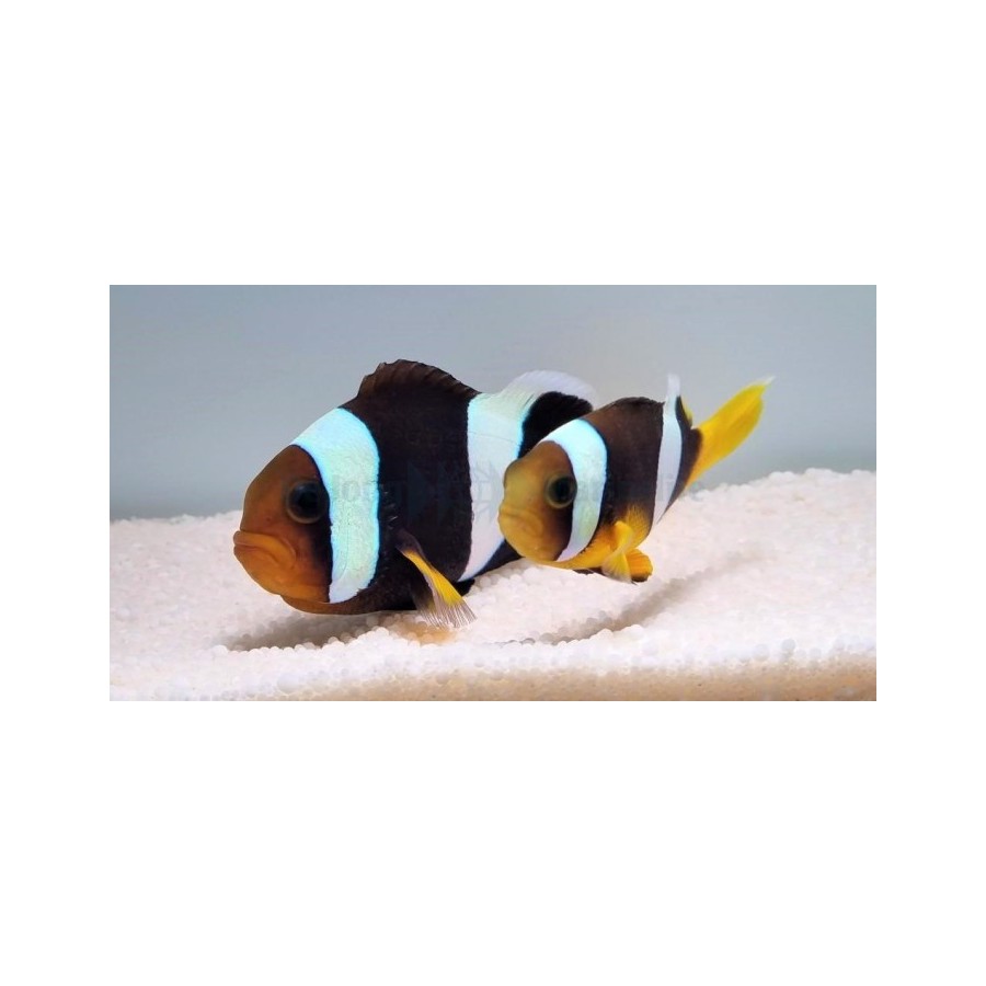 Amphiprion sebae Black - sebae vuokkokala musta - pariskunta