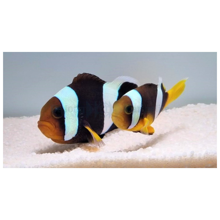 Amphiprion sebae Black - sebae vuokkokala musta - pariskunta