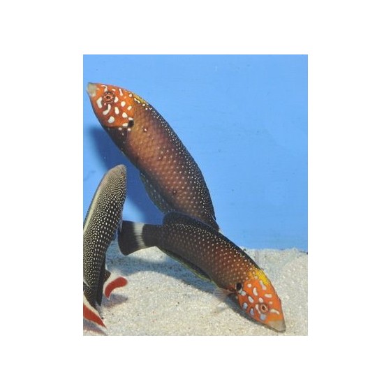 RedSea Reef Energy A&B - 100ml (twin pack)