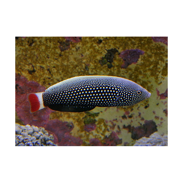 Anampses chrysocephalus - Helmihuulikala
