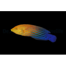 Anampses femininus - Femininus Wrasse