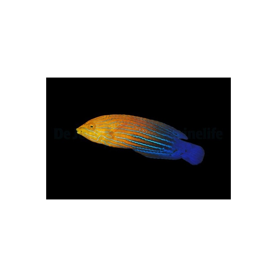 Anampses femininus - Femininus Wrasse