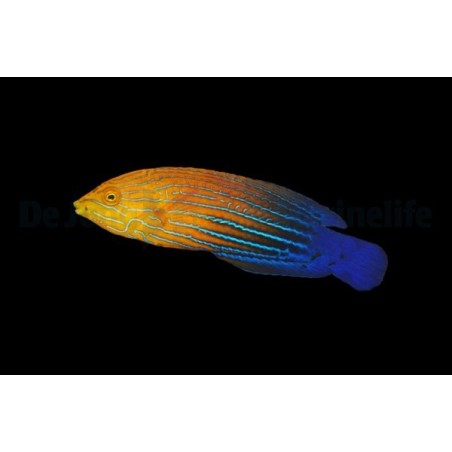 Anampses femininus - Femininus Wrasse