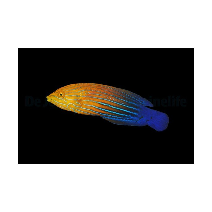 Anampses femininus - Femininus Wrasse