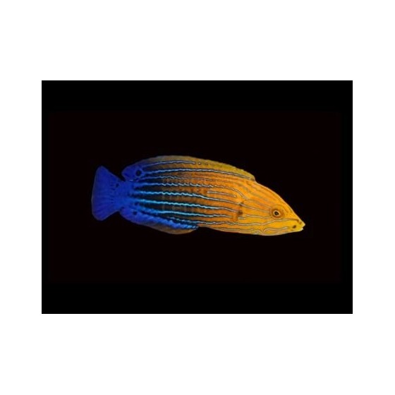 Anampses femininus - Femininus Wrasse