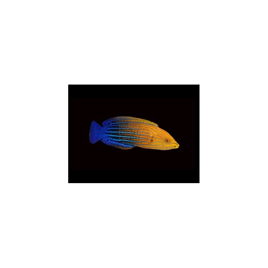 Anampses femininus - Femininus Wrasse