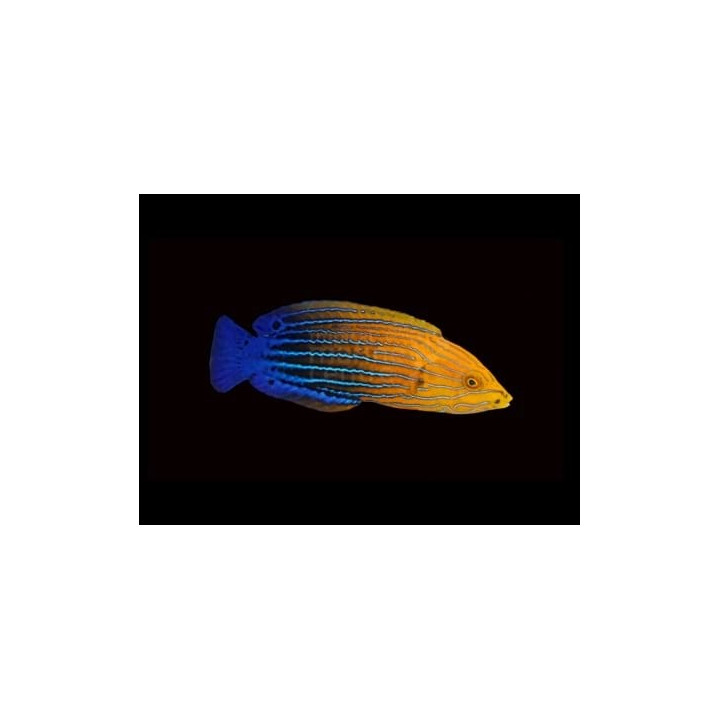 Anampses femininus - Femininus Wrasse