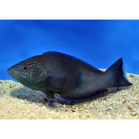 Anampses geographicus - Geography Wrasse