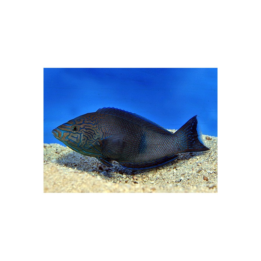 Anampses geographicus - Geography Wrasse