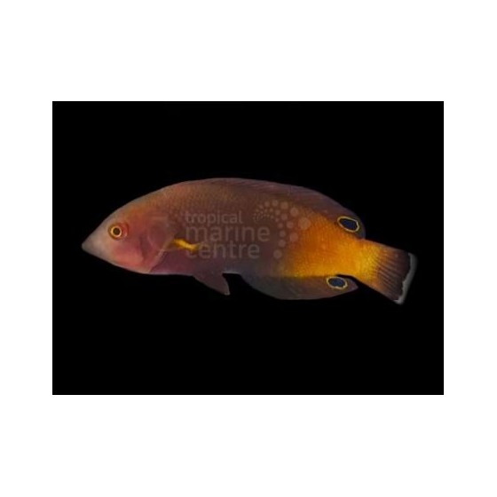 Anampses geographicus - Geography Wrasse