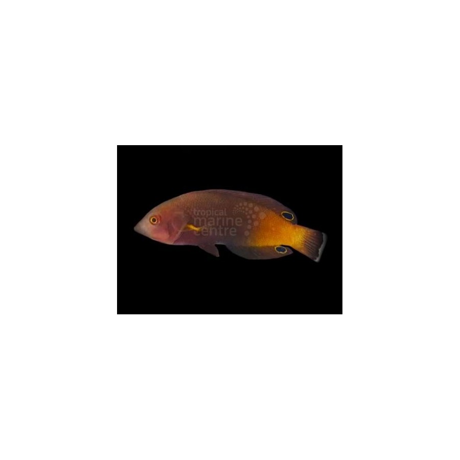 Anampses geographicus - Geography Wrasse