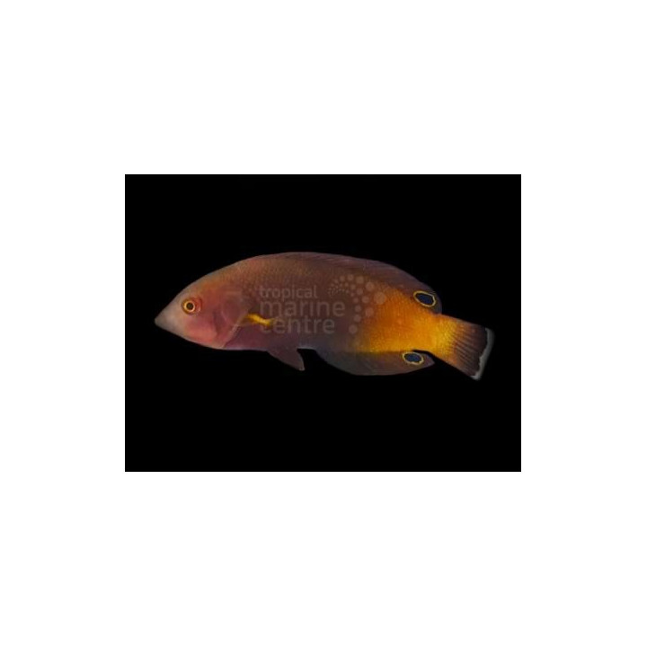 Anampses geographicus - Geography Wrasse
