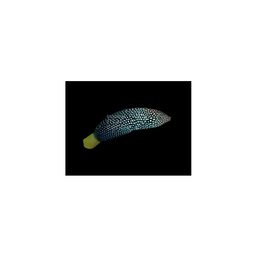 Anampses meleagrides - Yellow Tail Wrasse