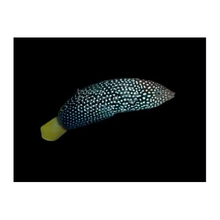 Anampses meleagrides - Yellow Tail Wrasse