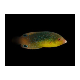 Anampses twistii - Twistii Wrasse