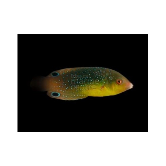 Anampses twistii - Twistii Wrasse