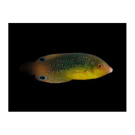 Anampses twistii - Twistii Wrasse