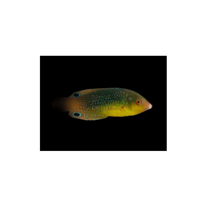 Anampses twistii - Twistii Wrasse