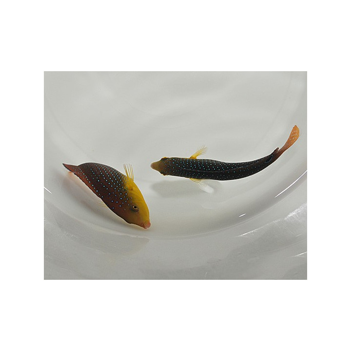 Anampses twistii - Twistii Wrasse