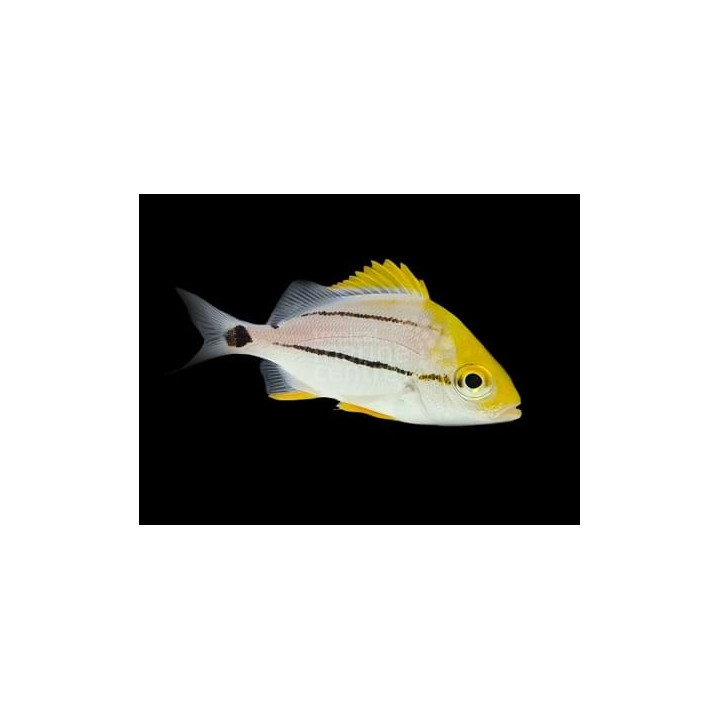Anisotremus nirginicus - Pork Fish - viljelty