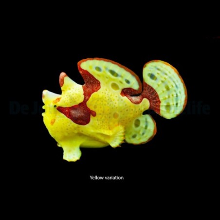 Antennarius maculatus - Angler Fish - Wart Skin