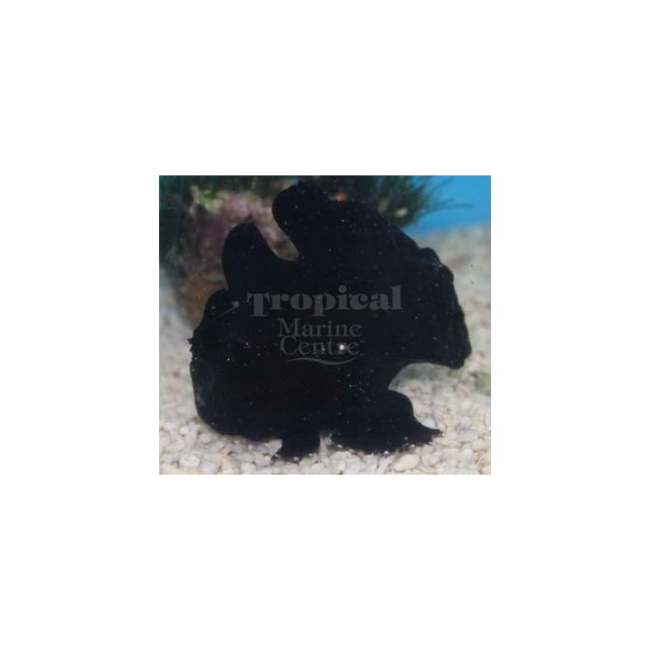 Antennarius sp. - Angler Fish - Black