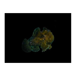 Antennarius sp. - Angler Fish - Common