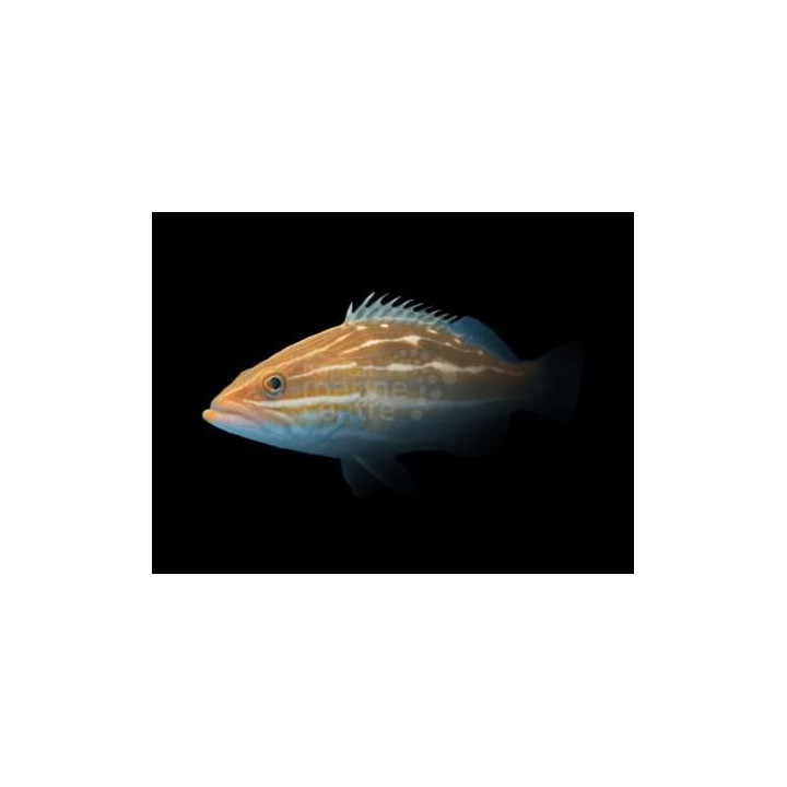 Anyperodon leucogrammicus - Bikini Grouper