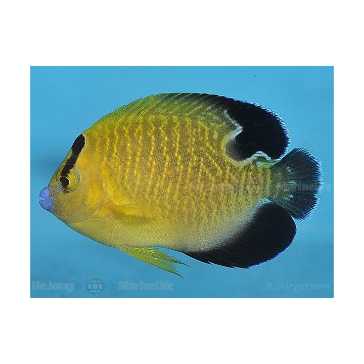 Apolemichthys xanthopunctatus - Kultahippukeisarikala