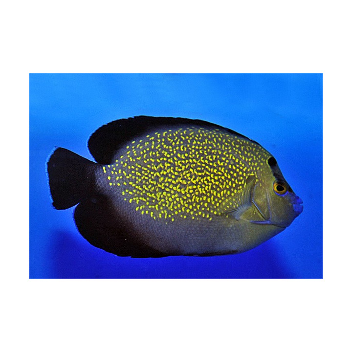 Apolemichthys xanthopunctatus - Kultahippukeisarikala
