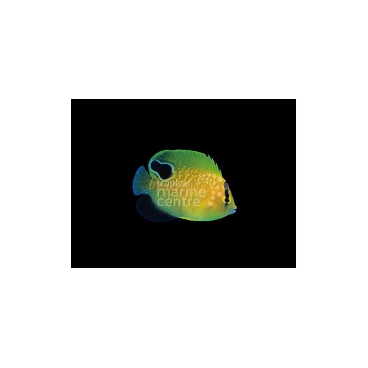 Apolemichthys xanthopunctatus - Kultahippukeisarikala