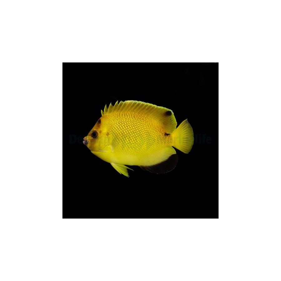 Apolemicthys armitagei - Sitruunakeisarikala