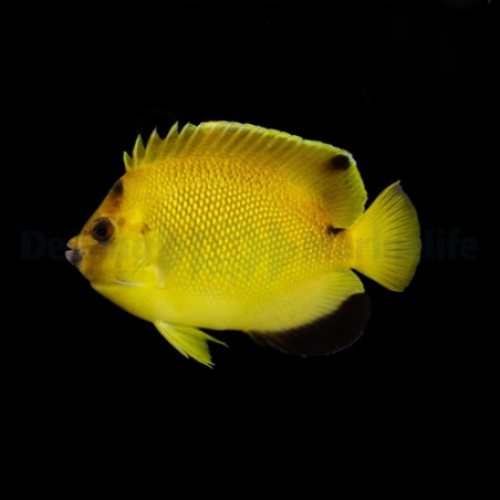 Apolemicthys armitagei - Sitruunakeisarikala