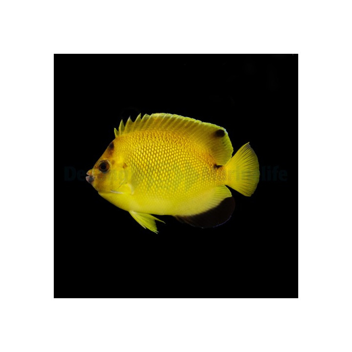 Apolemicthys armitagei - Sitruunakeisarikala