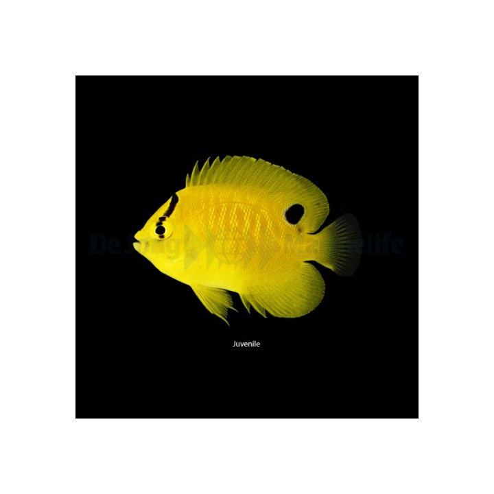 Apolemicthys trimaculatus - Täpläkeisarikala