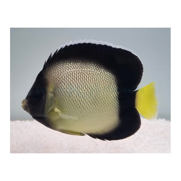 Apolemicthys xanthotis - Kultakorvakeisarikala