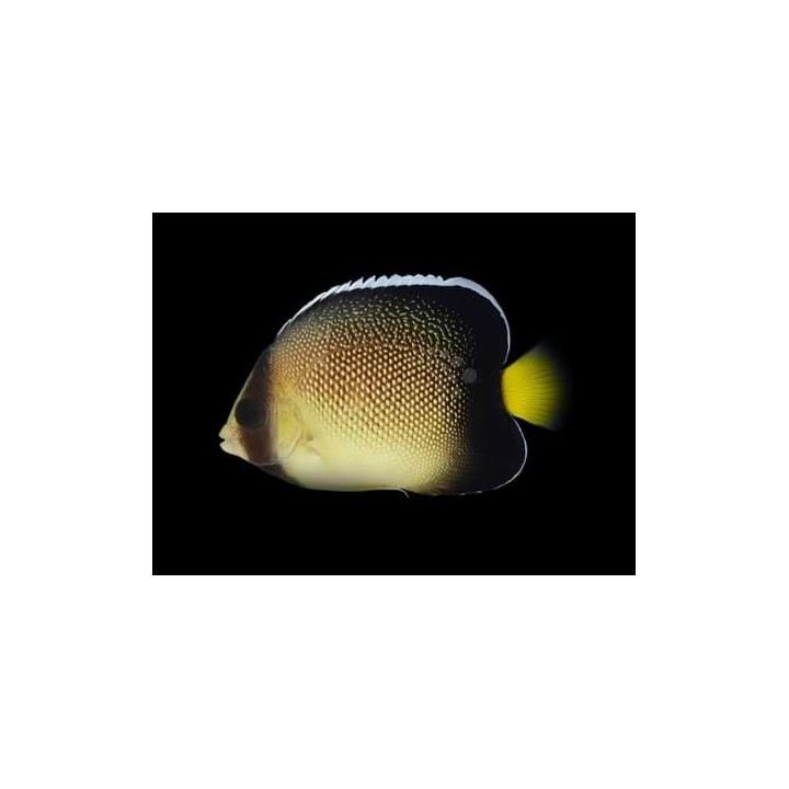 Apolemicthys xanthurus - Savukeisarikala -