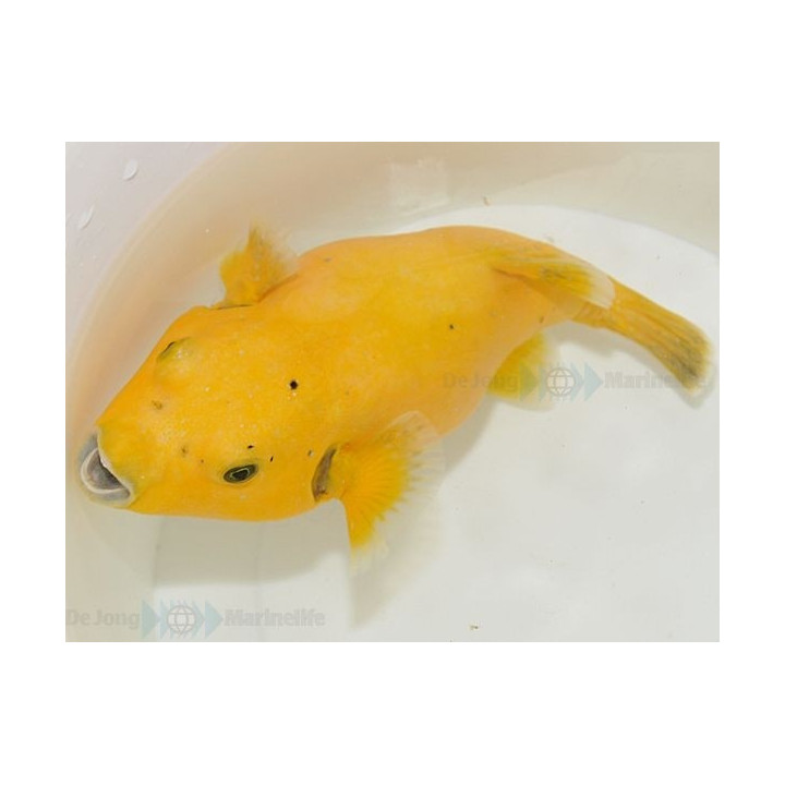 Arothon citrinellus