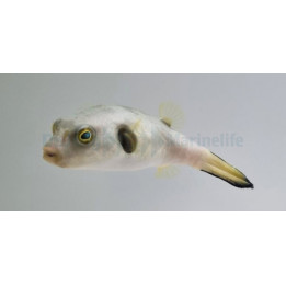 Arothon immaculatus