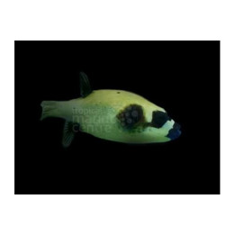 Arothron diadematus - Panda Dogface Puffer