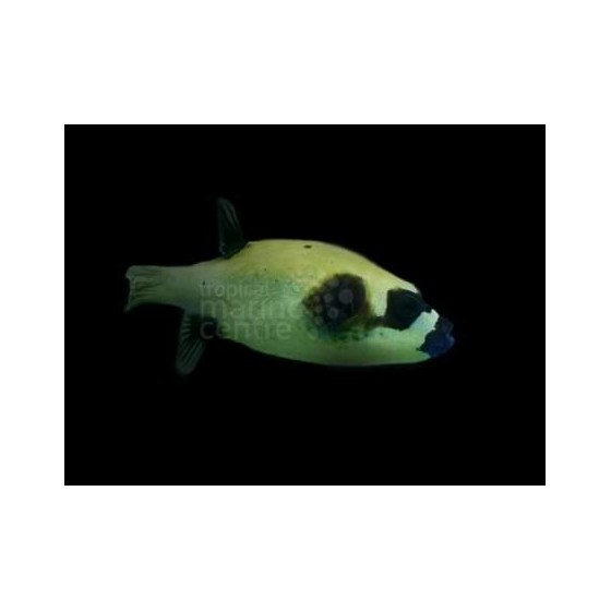 Arothron diadematus - Panda Dogface Puffer