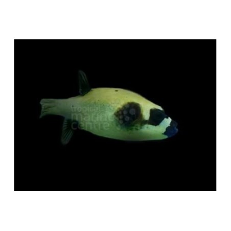 Arothron diadematus - Panda Dogface Puffer