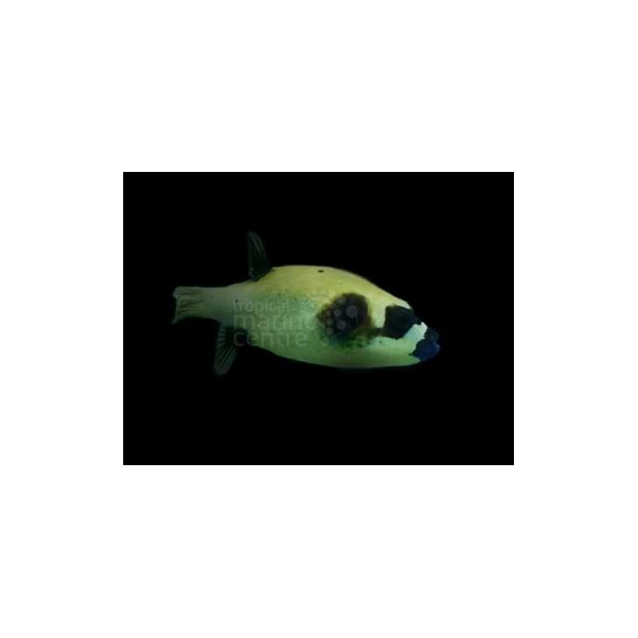 Arothron diadematus - Panda Dogface Puffer
