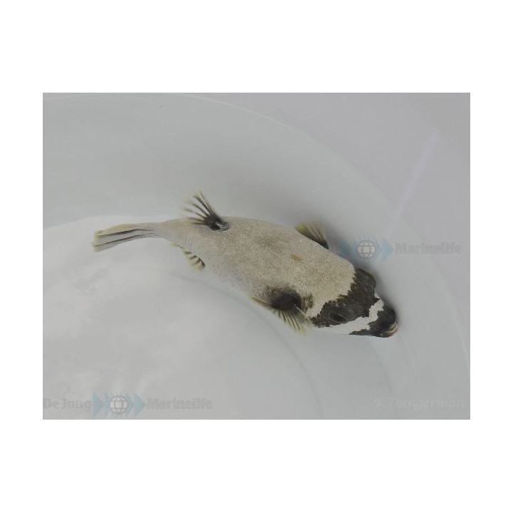 Arothron diadematus - Panda Dogface Puffer