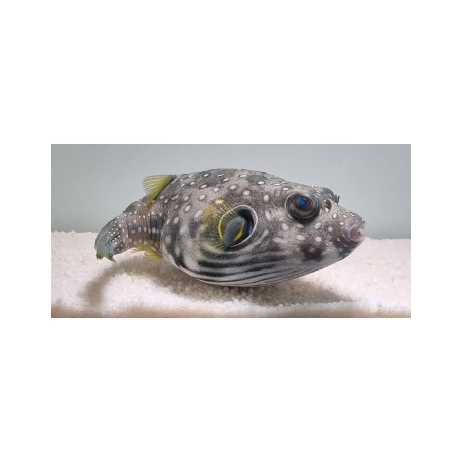 Arothron hispidus - Coloured Dogface Puffer