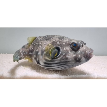 Arothron hispidus - Coloured Dogface Puffer